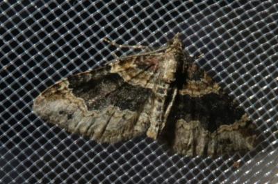 <i>Xanthorhoe ferrugata</i>