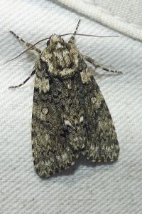 <i>Acronicta rumicis</i>