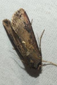 <i>Agrotis ipsilon</i>