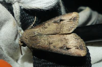 <i>Agrotis ipsilon</i>