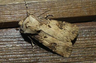 <i>Agrotis puta</i>