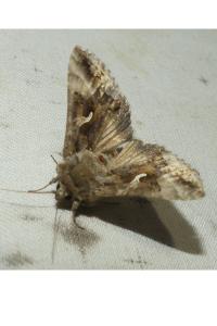 <i>Autographa gamma</i>