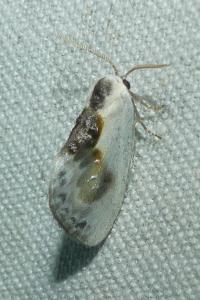 <i>Cilix glaucata</i>