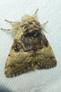 <i>Colocasia coryli</i>