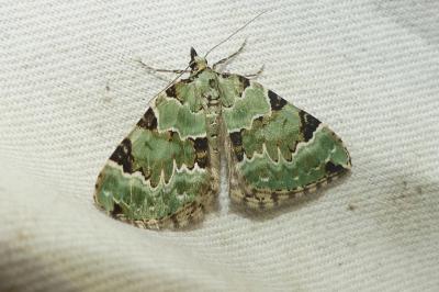 <i>Colostygia pectinataria</i>