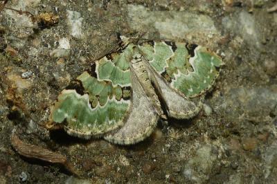 <i>Colostygia pectinataria</i>