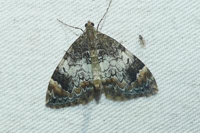 <i>Dysstroma truncata</i>