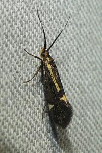 <i>Esperia sulphurella</i>