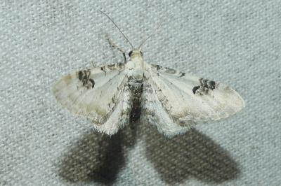 <i>Eupithecia centaureata</i>