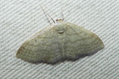 <i>Idaea subsericeata</i>