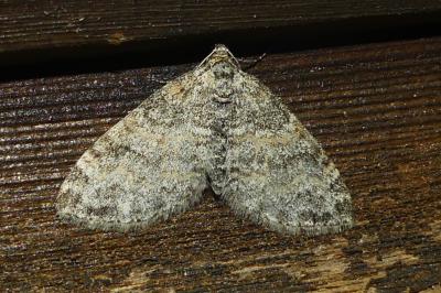 <i>Lobophora halterata</i>