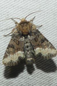 <i>Oligia strigilis</i>