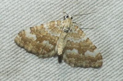 <i>Perizoma flavofasciata</i>