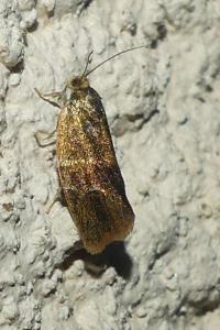 <i>Ptycholoma lecheana</i>