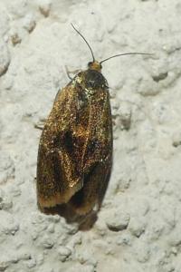 <i>Ptycholoma lecheana</i>