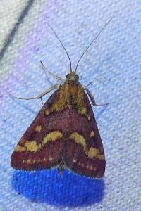 <i>Pyrausta purpuralis</i>