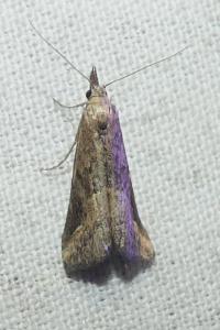 <i>Schrankia costaestrigalis</i>