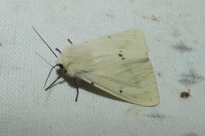 <i>Spilarctia lutea</i>