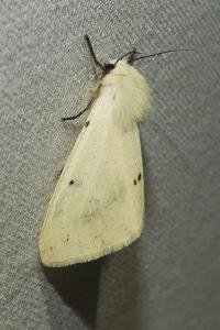 <i>Spilarctia lutea</i>