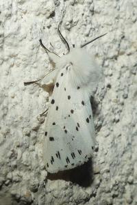 <i>Spilosoma lubricipeda</i>