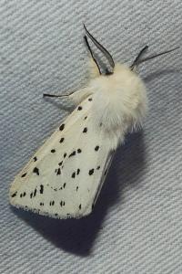 <i>Spilosoma lubricipeda</i>