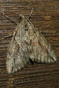 <i>Thera cupressata</i>