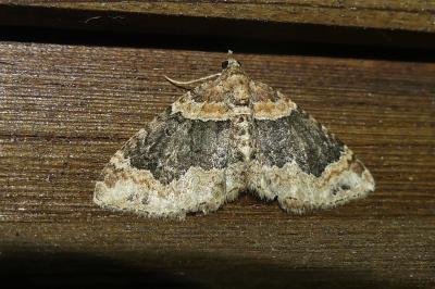 <i>Xanthorhoe ferrugata</i>