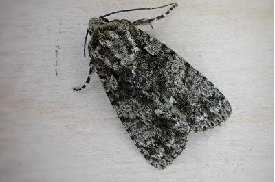<i>Acronicta rumicis</i>