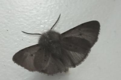 <i>Diaphora mendica</i>