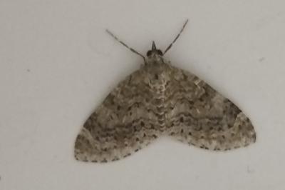 <i>Acasis viretata</i>