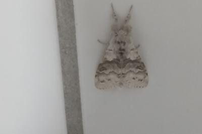 <i>Calliteara pudibunda</i>