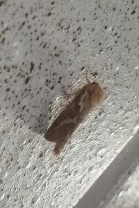 <i>Korscheltellus lupulinus</i>