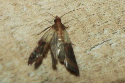 <i>Plodia interpunctella</i>