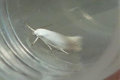 <i>Elachista argentella</i>