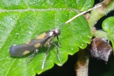 <i>Euspilapteryx auroguttella</i>