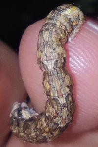 <i>Compsoptera opacaria</i>