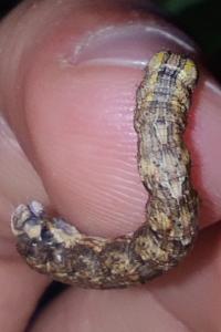 <i>Compsoptera opacaria</i>