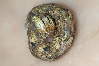 <i>Compsoptera opacaria</i>