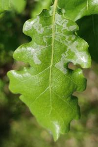 <i>Acrocercops brongniardella</i>