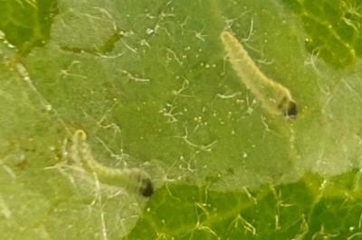 <i>Acrocercops brongniardella</i>