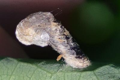 <i>Coleophora ibipennella</i>