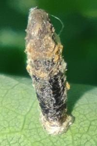 <i>Coleophora ibipennella</i>