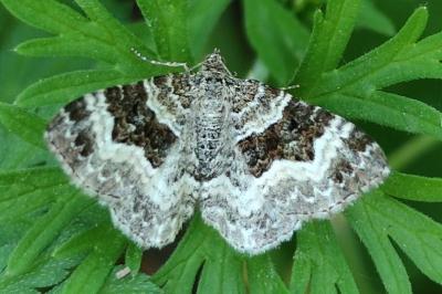 <i>Epirrhoe alternata</i>