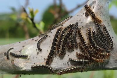 <i>Eriogaster lanestris</i>