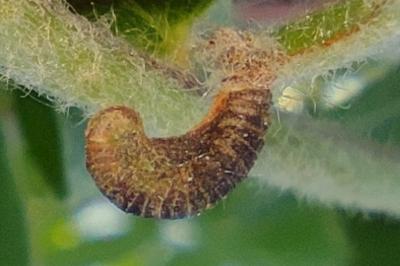 <i>Coleophora hemerobiella</i>