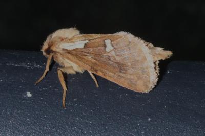 <i>Korscheltellus lupulinus</i>