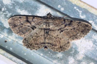 <i>Peribatodes rhomboidaria</i>