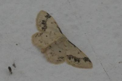 <i>Idaea trigeminata</i>
