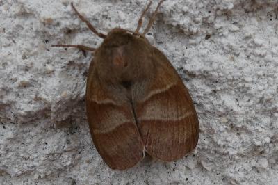 <i>Macrothylacia rubi</i>