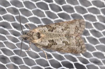 <i>Cnephasia cupressivorana</i>